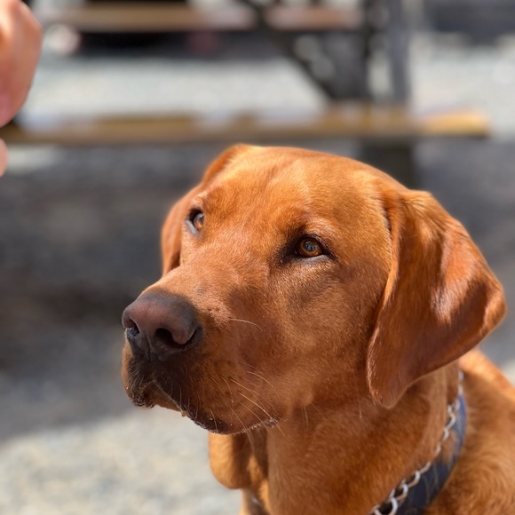 Meet your Posher, Carey - Picture 1 of 1